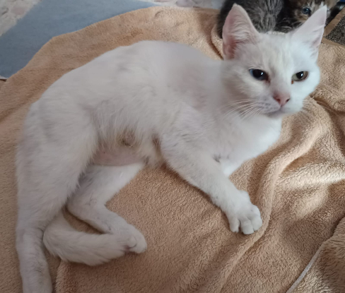 Adopter Perla
