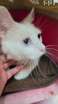 Adoption Perla