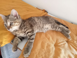 Adopter  chat : Beguine et sa soeur beline