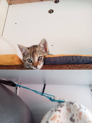 Adopter Beguine et sa soeur beline