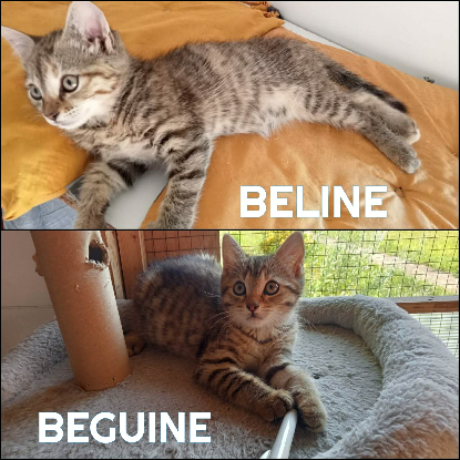 Adoption Beguine et sa soeur beline