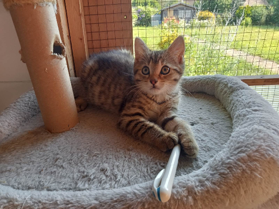 Adopter Beline et sa soeur beguine