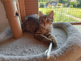 Adopter  chat : Beline et sa soeur beguine