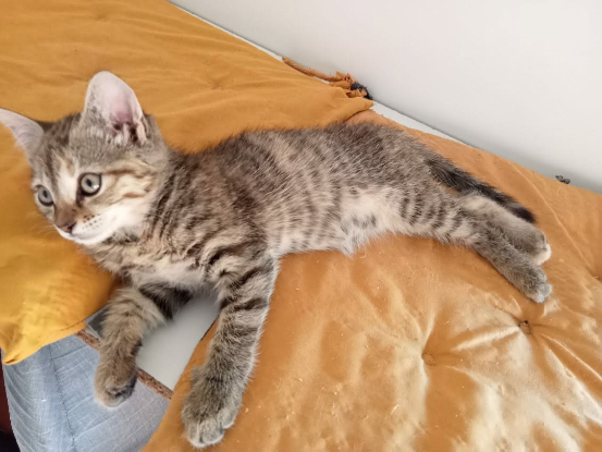 Adopter Beline et sa soeur beguine