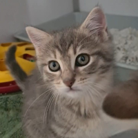 Adopter  chat : Bluette
