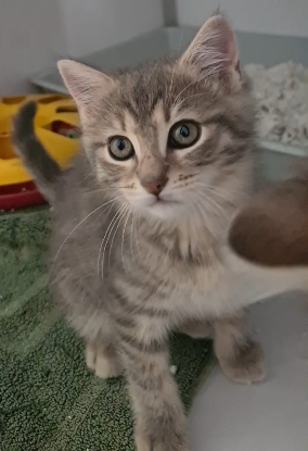 Adopter Bluette