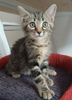 Adopter  chat : Buzz  a réserver