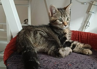 Adopter Buzz  a réserver