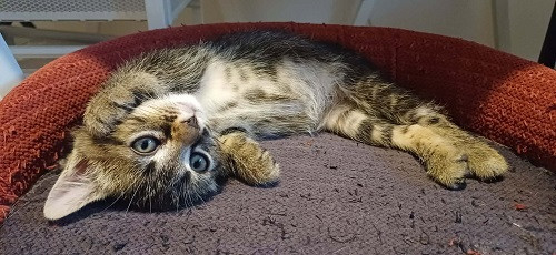 Adopter Buzz  a réserver