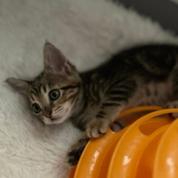 Adopter  chat : Metis