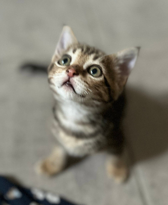 Adopter Metis