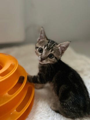 Adopter Metis