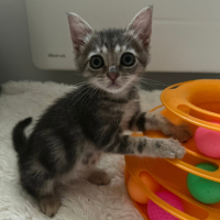 Adopter  chat : Phoebe