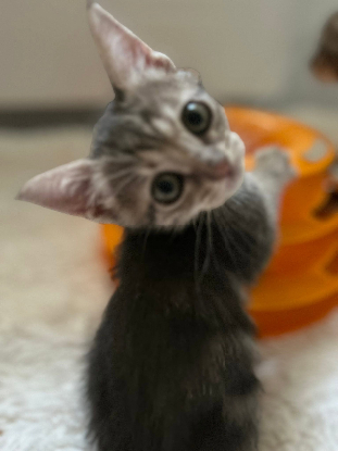 Adopter Phoebe