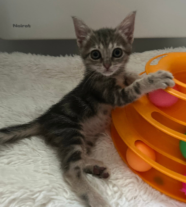 Adopter Phoebe