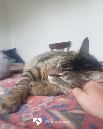 Adoption Carlos