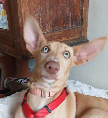 Adopter Maggie