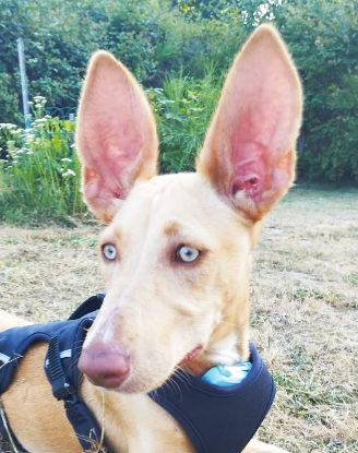 Adopter Maggie