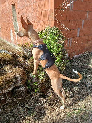 Adopter Maggie