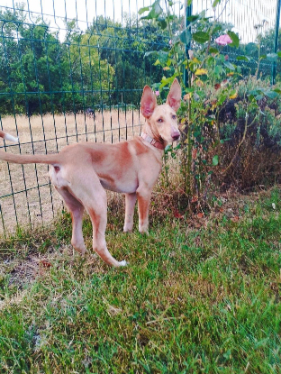 Adoption Maggie