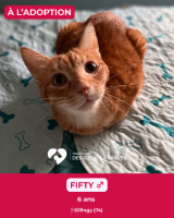 Adopter  chat : Fifty
