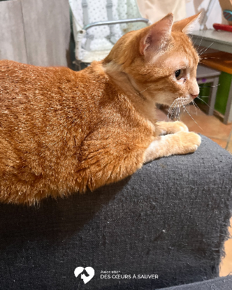 Adopter Fifty