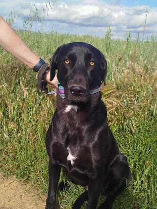 Adopter Tiana