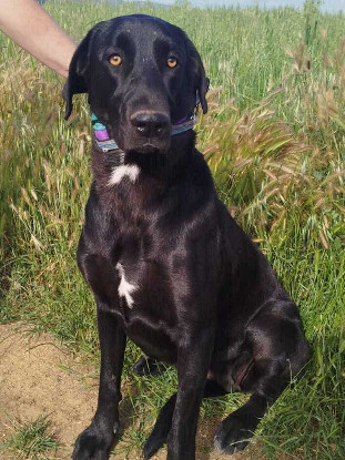 Adopter Tiana