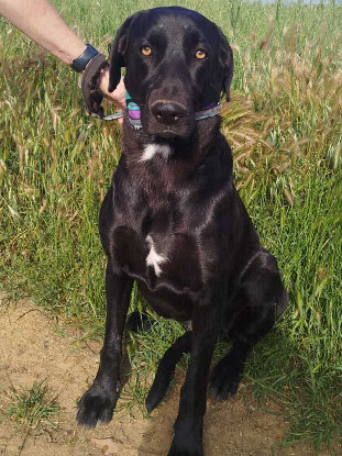 Adoption Tiana