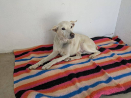 Adopter  chien : Pistole
