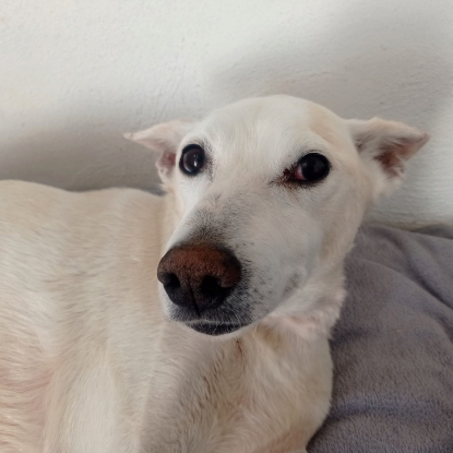 Adoption Pistole