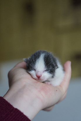 Adopter If