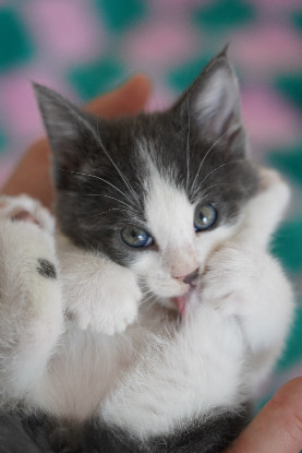 Adopter If