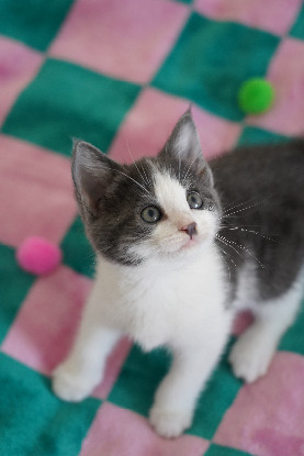 Adoption If