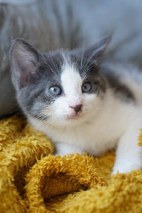 Adoption If