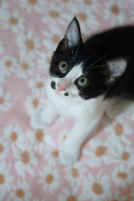Adopter Saumur
