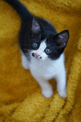 Adopter Saumur