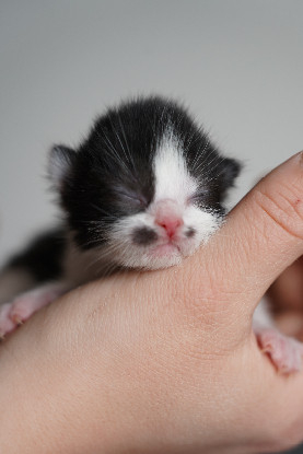 Adopter Saumur
