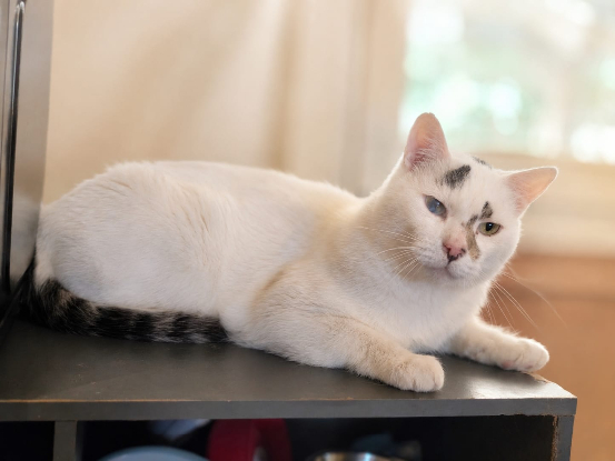 Adopter Diesel