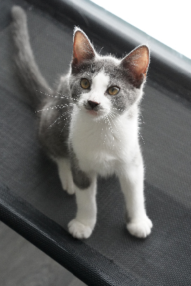 Adopter Guedelon