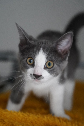 Adopter Guedelon
