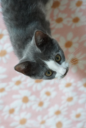 Adopter Guedelon