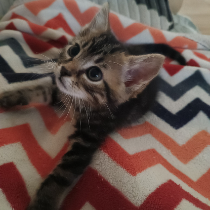 Adopter Babou