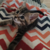 Babou