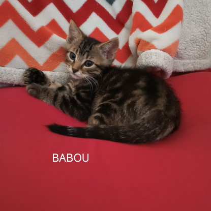 Adopter Babou