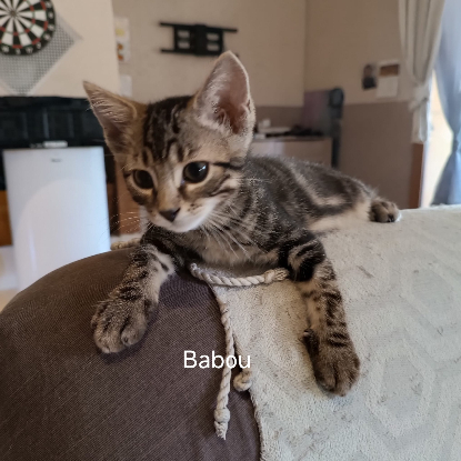 Adopter Babou