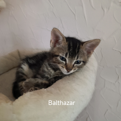 Adopter Balthazar