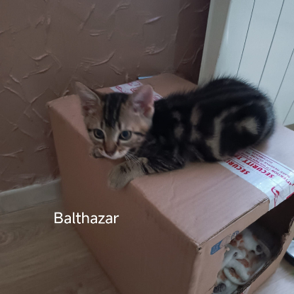 Adopter Balthazar