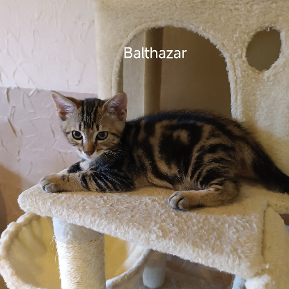 Adopter Balthazar