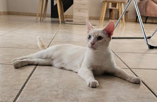 Adopter Caramel